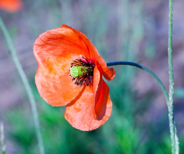 Agrarisch veld waar onkruid is gegroeid, inclusief papaverrood