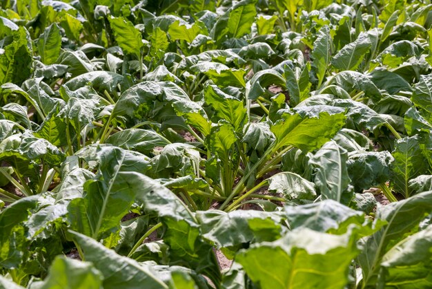 Agrarisch veld waar suikerbieten groeien