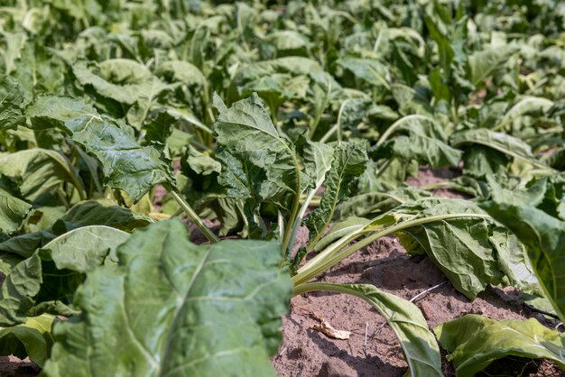 Agrarisch veld waar suikerbieten groeien