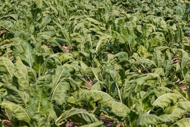 Agrarisch veld waar suikerbieten groeien