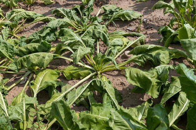 Agrarisch veld waar suikerbieten groeien