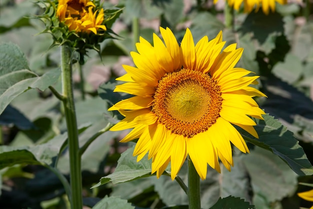 Agrarisch veld waar zonnebloem wordt verbouwd voor olieproductie