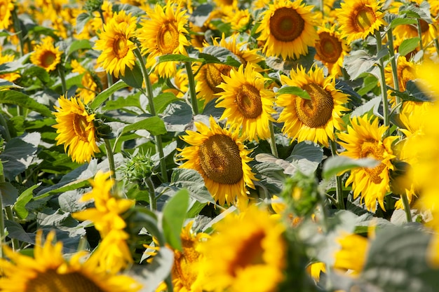 Agrarisch veld waar zonnebloem wordt verbouwd voor olieproductie