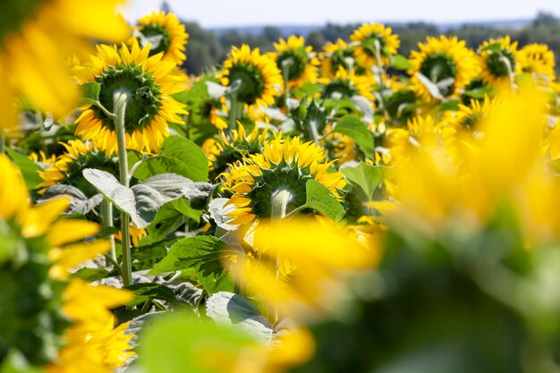 Agrarisch veld waar zonnebloem wordt verbouwd voor olieproductie