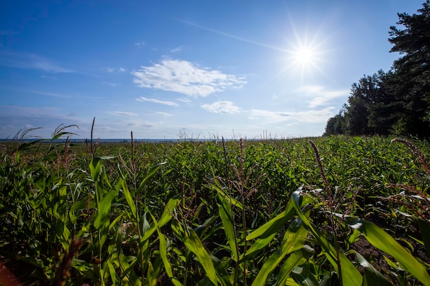 Agrarisch veld waarop groene maïs groeit