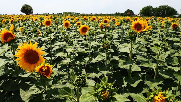 Agrarisch zonnebloemenveld de helianthuszonnebloem is een geslacht van planten uit de asteraceae-familie