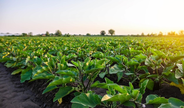 Foto agrarische industrie landbouwlandschap groententeelt agronomie landbouw en agribusiness landbouwsubsidies teelt en productie van levensmiddelen op de boerderij oliekultuur