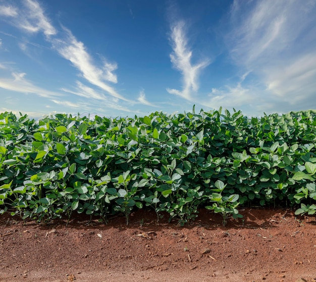 Agrarische sojaplantage op blauwe hemel - Groen groeiende sojabonen plant tegen zonlicht.