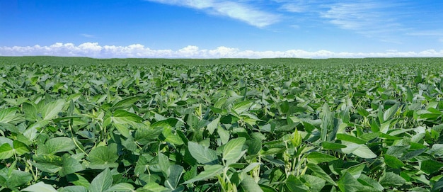 Agrarische sojaplantage op blauwe hemel - Groen groeiende sojabonen plant tegen zonlicht.