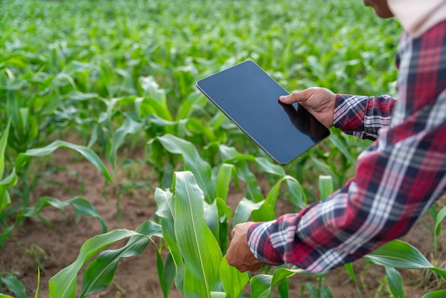 Agrarische tuin van maïsveld hand van boer kwaliteit controleren door tablet landbouw moderne technologie Concept Concept van natuurlijke landbouw landbouw