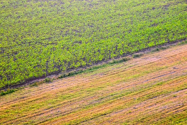 Agrarische veld textuur