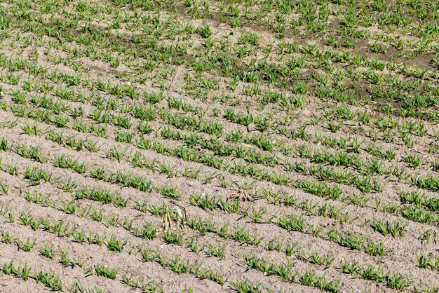 Agrarische velden met een groot aantal jonge groene graantarwe als gras