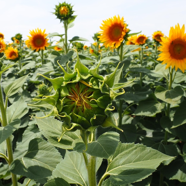 Agrarische zonnebloemen veld De Helianthus-zonnebloem is een geslacht van planten in de Asteraceae-familie Jaarlijkse zonnebloem en knolachtige zonnebloem Bloeiende knop met gele bloemblaadjes Harige bladeren Servië