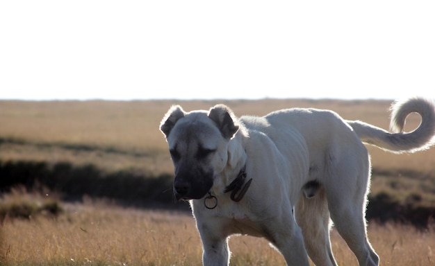 Agressieve Anatolische herdershond Sivas Kangal