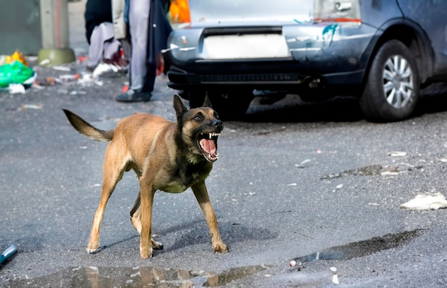 agressieve Belgische herder in een straat in de stad