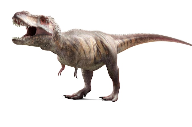 공격적인 티라노사우루스 렉스 (Tyrannosaurus Rex) 또는 T-Rex 과학적이고 현실적인 재구성으로  바탕에 고립 된 공의 왕의 3D 렌더링 일러스트레이션