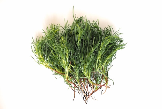 Agretti Salsola frisdrank groenten eten