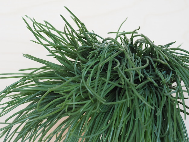 Agretti (Salsola soda) vegetables food