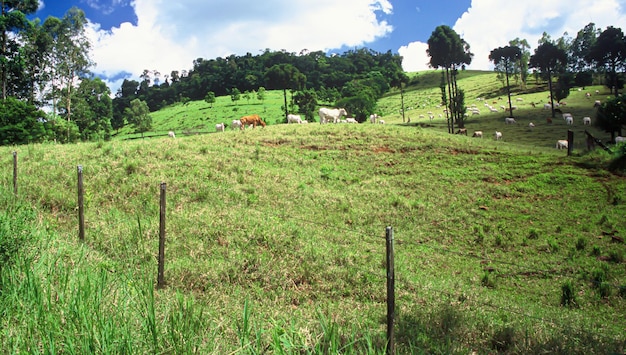 Agribusiness in Brazil the sector that most moves the country's economy and generates jobs