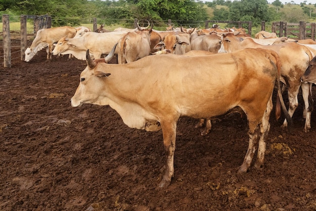 Foto immagini di agribusiness