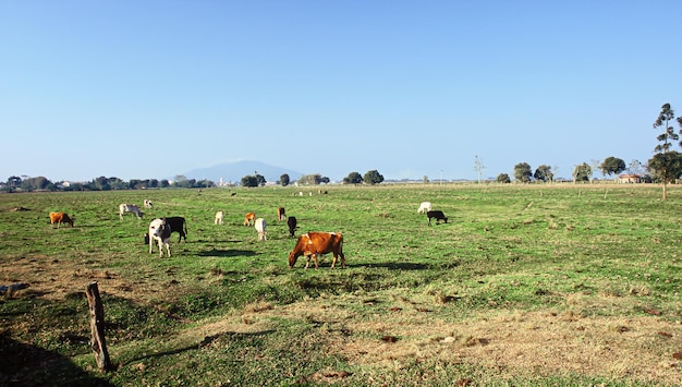 Agribusiness in Brazilië, de sector die de economie van het land het meest beweegt en banen genereert