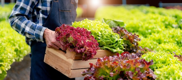 Agribusiness owner farmer working and hoding organic hydroponic vegetable in basket