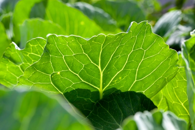 Agricultural activity for growing cabbage food