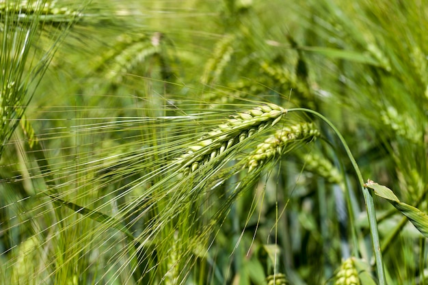 小麦を育てる農業活動、緑の未熟植物のある小麦畑