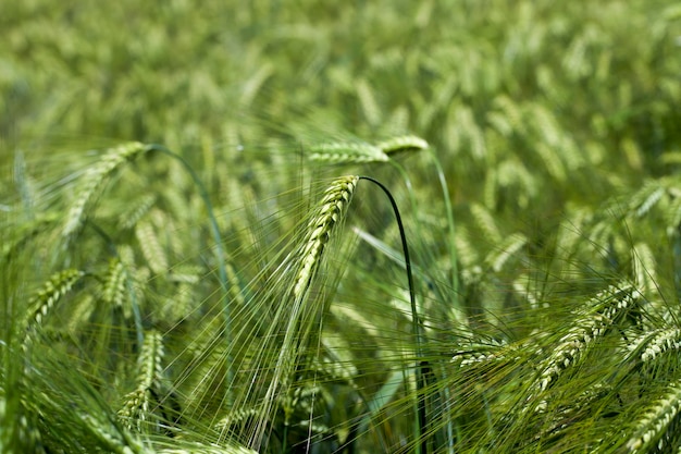 Agricultural activity for growing wheat