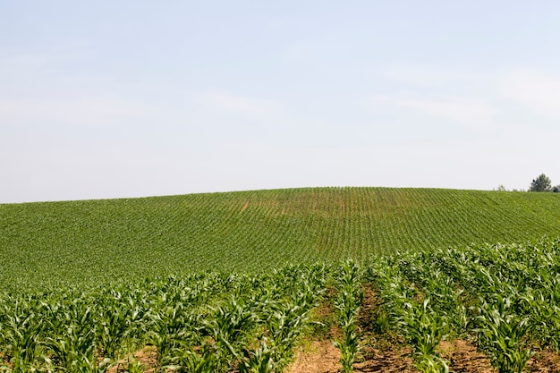 Agricultural activity related to the cultivation of sweet corn