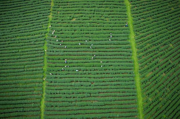Сельскохозяйственная территория зеленый чай на горе Чианграй Таиланд