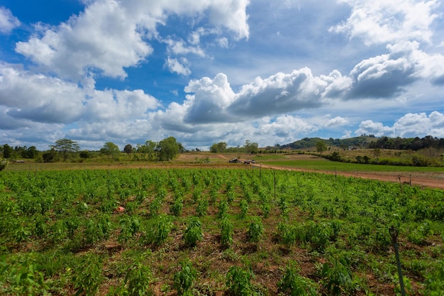 The agricultural area on the plateau