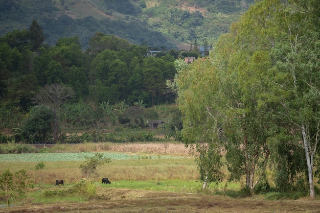 The agricultural area on the plateau