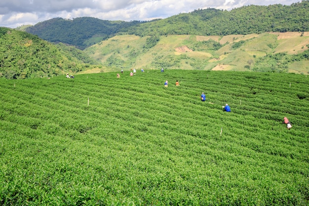 Agricultural area