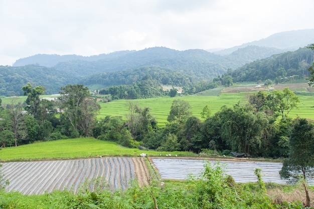 Agricultural areas in the mountains