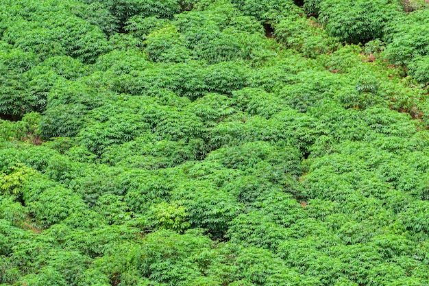 Aree agricole nelle zone rurali della thailandia, giardino di longan, fattoria di manioca, fattoria di coltivazione della canna da zucchero, zone rurali fuori città, fotografia aerea