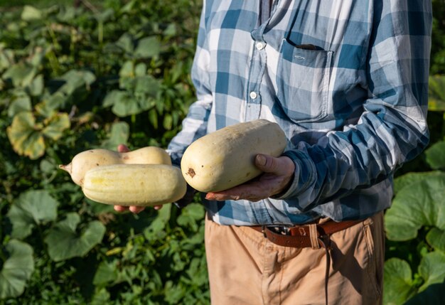 Agricultural concept. Farmer holding fresh squashes. Organic vegetables harvest