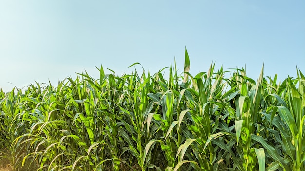 Agricultural corn in sunny day