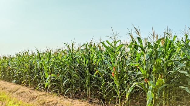 Agricultural corn in sunny day