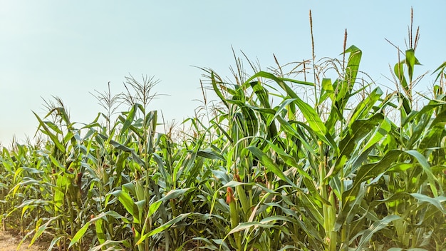 Agricultural corn in sunny day