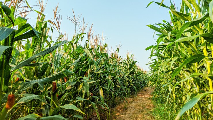 Photo agricultural corn in sunny day
