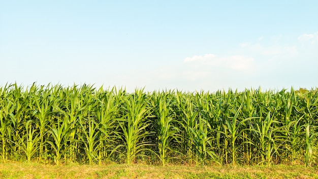 Agricultural corn in sunny day