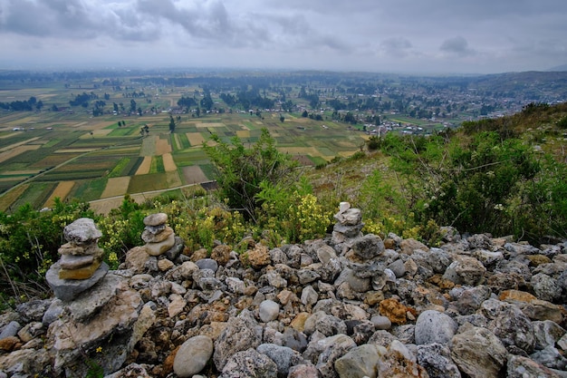 Agricultural crops