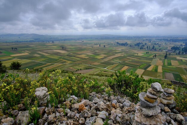 Agricultural crops