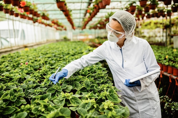 Ingegnere agricolo che ispeziona la crescita di fiori in vaso in un vivaio