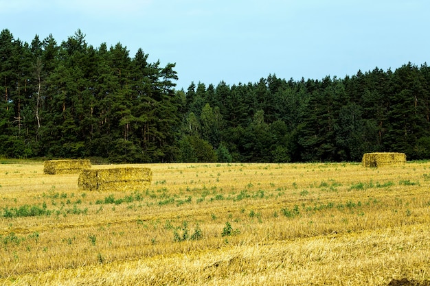 Фото Сельскохозяйственное поле после уборки пшеницы в пищу, пшеница превращается в муку, солома используется в животноводстве и скатывается в квадратные штабели.
