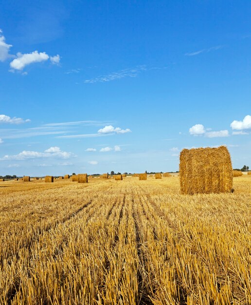 Agricultural field - an agricultural field on which grow up also the harvest  wheat