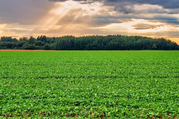 Campo agricolo sotto il cielo blu e la luce solare splendente