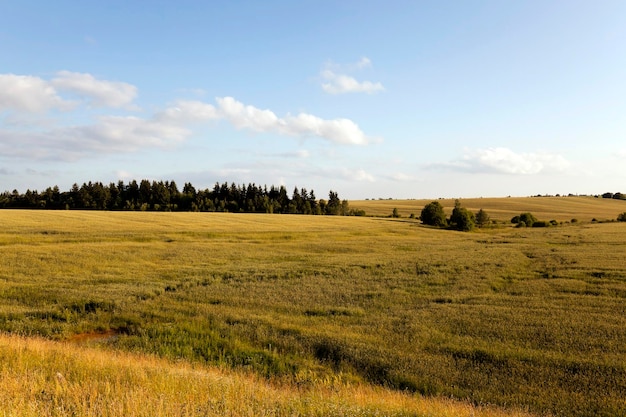 Agricultural field cereals