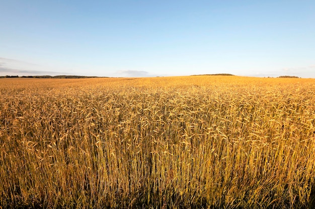 Agricultural field cereals